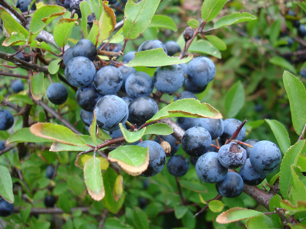 Sloe Gin, What's That?
